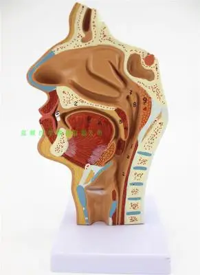 Nasal cavity, oral cavity, larynx, pharynx model nasal cavity longitudinal section model human nasal cavity orthodontic anatomy