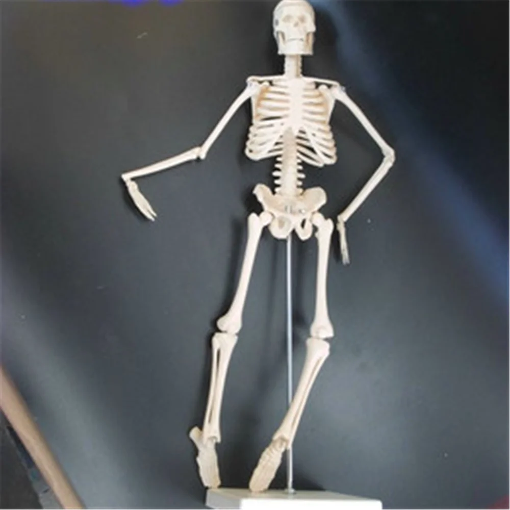 Mini Esqueleto Anatômico Físico, Modelo Humano, Stand Poster, Medical Learn Aid, 45cm