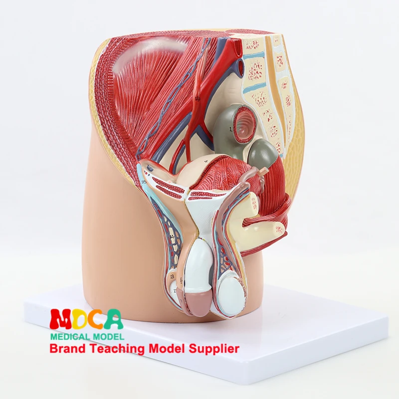 

Pelvic Median Sagittal Pelvic Resection Model Medicine Teaching of Family Planning Male Genitourinary and Pelvic System MMNXT001