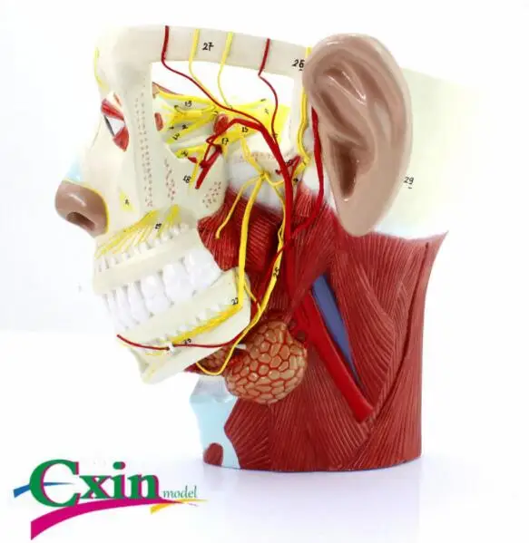 Head nerve model ENT and cosmetic surgery models Neurology model