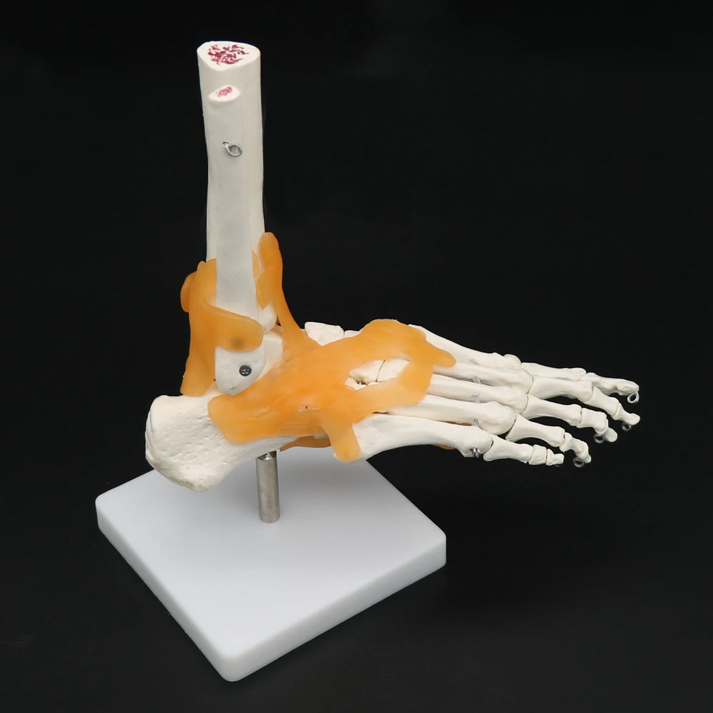 Human 1:1 Skeleton Ligament Foot Ankle Joint Anatomi cal Anatomy Medical Model Human Statues Sculptures High Quality