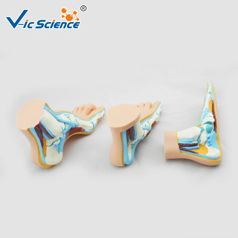 Foot Complete Set Anatomy Model Normal Flat Arched Foot Model