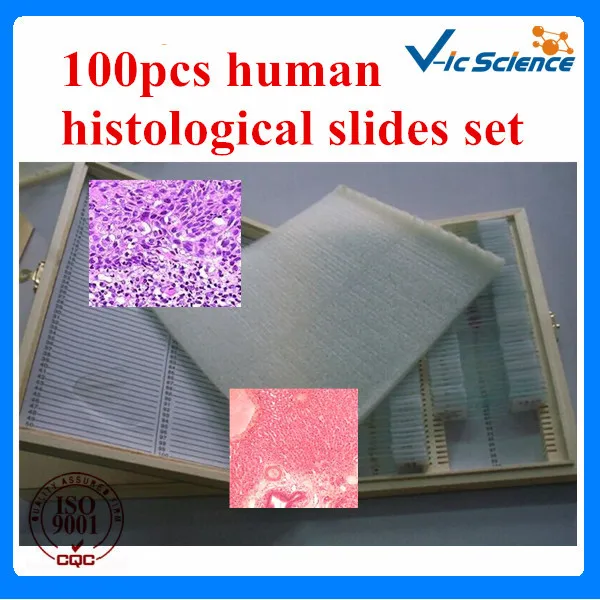 100pcs histological human slides set