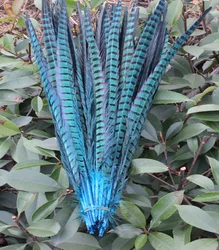 Wholesale 50 pcs pretty sky blue Pheasants feathers 12-14inches/30-35cm DIY jewelry, art performances props Accessories