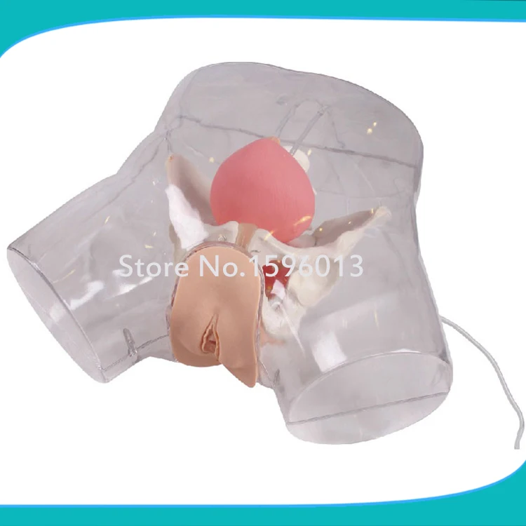 

Transparent Female Catheterization Model, Urinary Catheterization Trainer