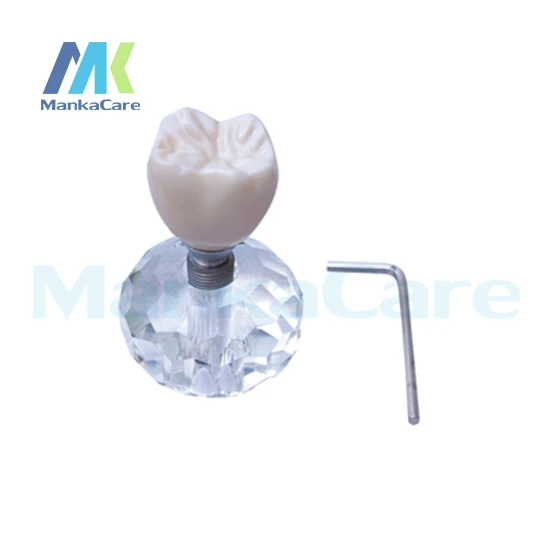 Manka Care - New Implant Model(Three Part) Oral Model Teeth Tooth Model