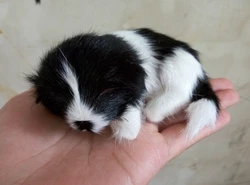 10x7cm black&white prone dog hard model,polyethylene&real furs handicraft Figurines&Miniatures home decoration gift a2840