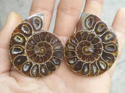 2Pcs Ammonite   Specimen Shell Mineral Healing Madagascar F196 FFS natural stones