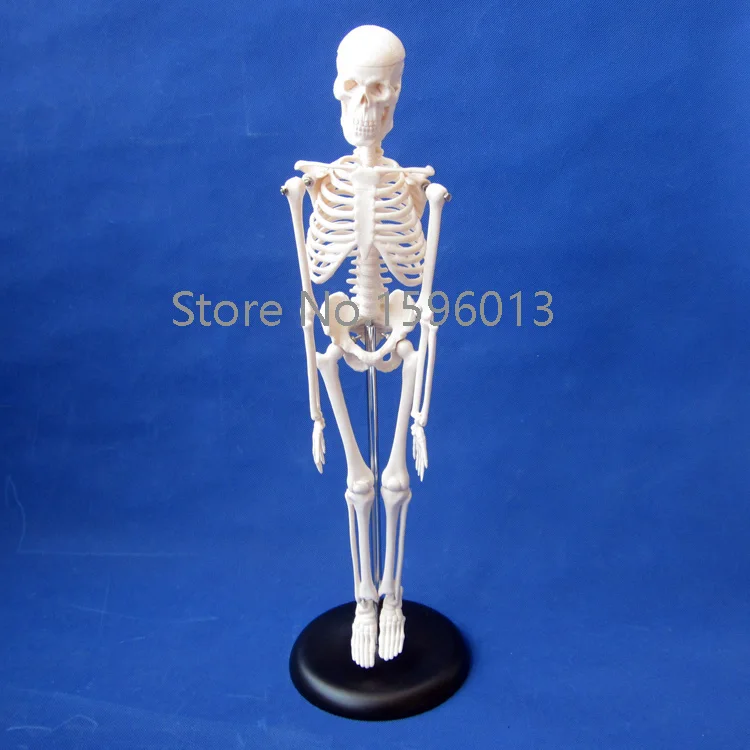 HOT 45 CENTIMETRI Mini modello di Scheletro, Scheletro umano Modello