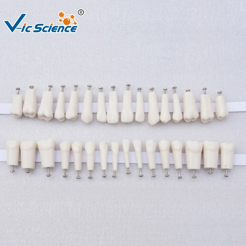 

Manufacture replacement teeth for replacing nissin typodont teeth model