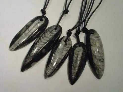 

Orthoceras Nautiloid 40-50mm pendants necklaces