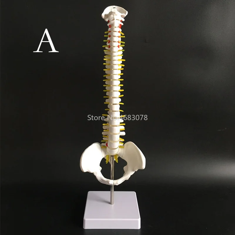 Colonna vertebrale umana da 45CM con modello pelvico anatomia anatomica umana colonna vertebrale modello medico materiale didattico medico