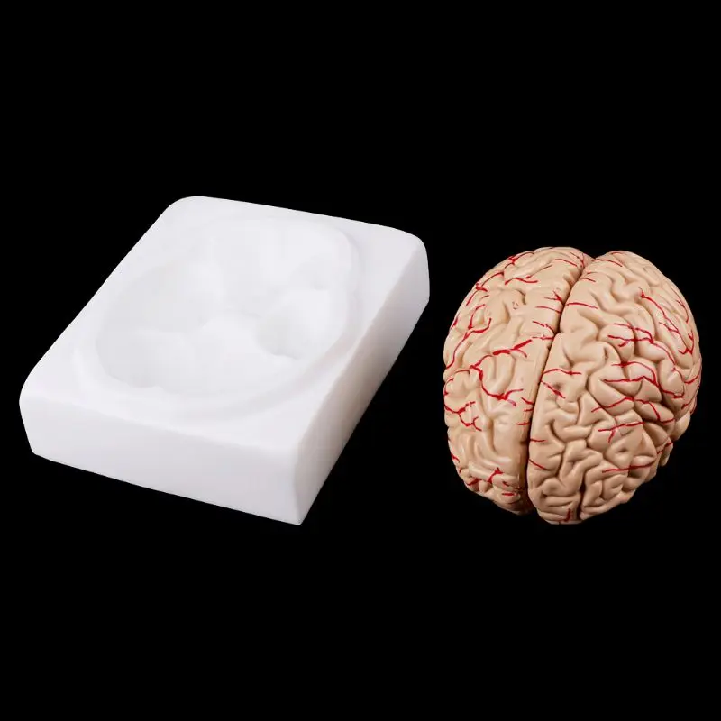 Medical props model Free postage Disassembled Anatomical Human Brain Model Anatomy Medical Teaching Tool