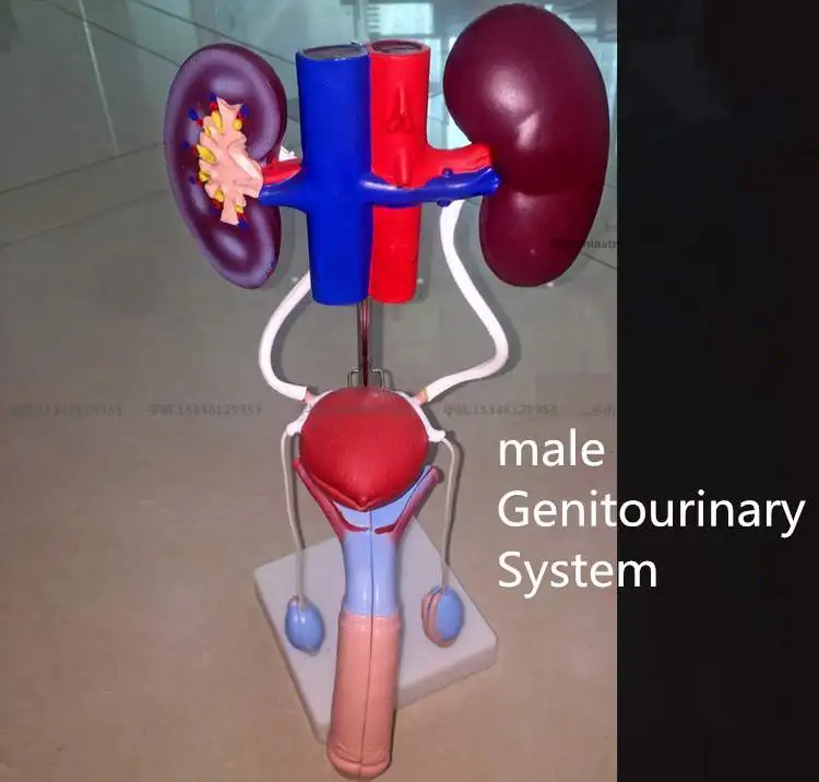 medical Genitourinary system model female male medical man women human Visceral anatomy model education training urinary system