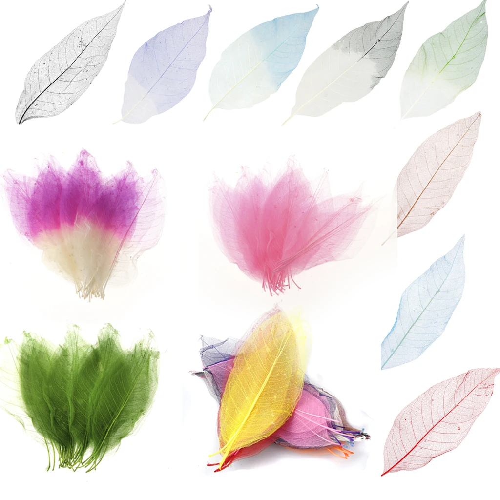 New Hot Sale 50Pcs DIY Natural Magnolia Skeleton Leaf Leaves Card Scrapbook 3 Colors Natural Leaf Leaves Home Wedding Decoration