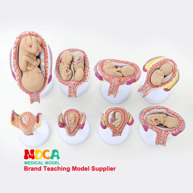 Pregnancy Embryo Growing Model Prenatal Gynecology Model Infant Fetal  Medical Classroom Supplies Teaching