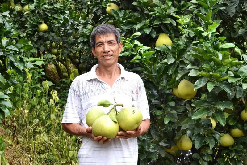 Duweiwendan pomelo pure natural fresh seedless pomelo Xianyou red grapefruit tender and juicy 40 years old gift