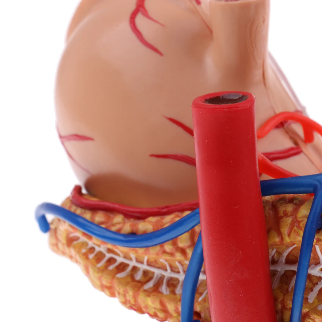 Modello anatomico dello stomaco umano in scala 2/3 e dello stomaco umano statua dello stomaco umano giocattolo educativo della scienza dello studente di anatomia