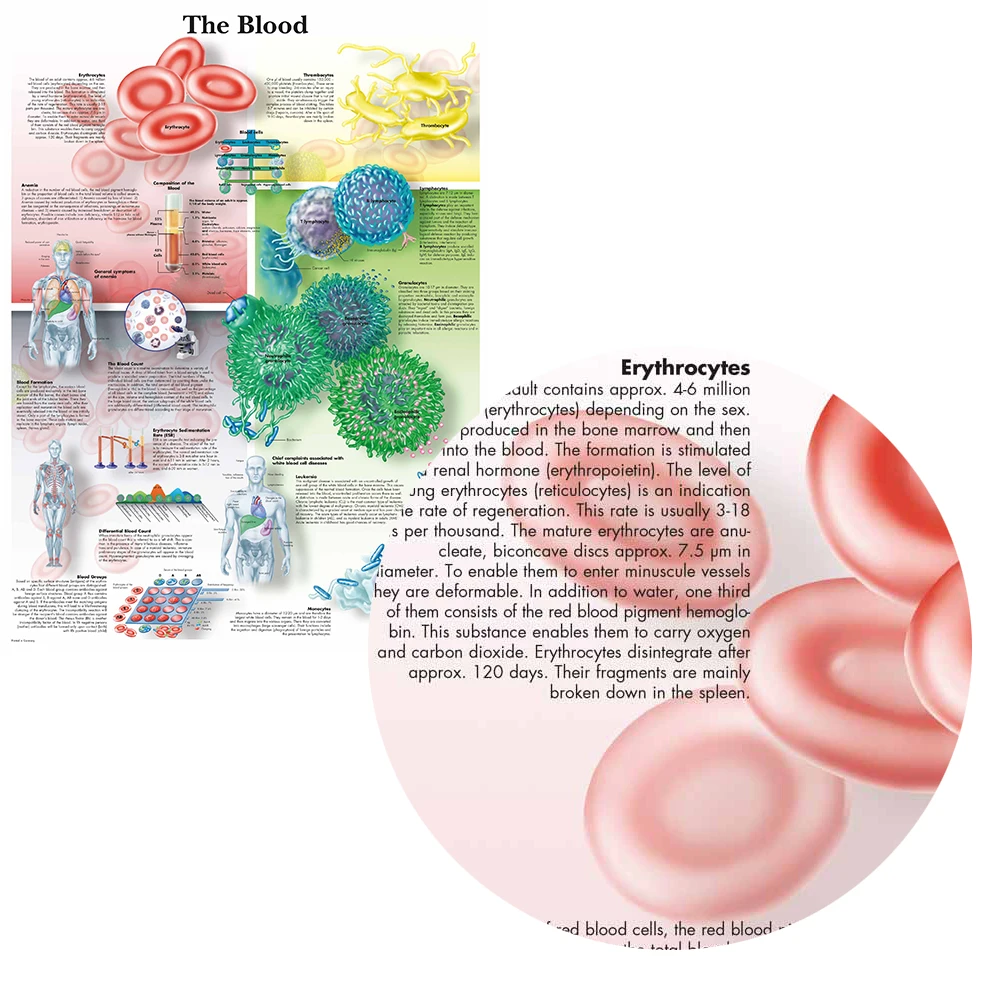 WANGART Anatomy Pathology  The Blood Chart Paintings Canvas Print Poster Wall Pictures for Medical Education office Home Decor