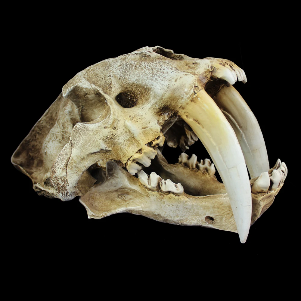 Free delivery Horror saber-toothed tiger skull model simulation model painting skulls skull model Halloween scene layout props