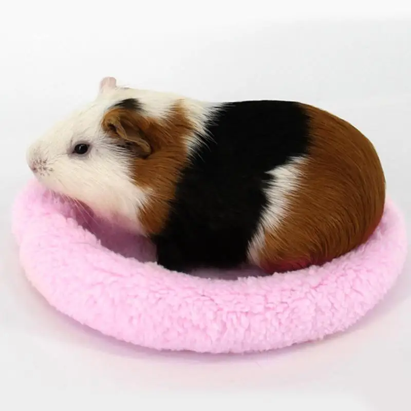 Guinea Pig Hamster …