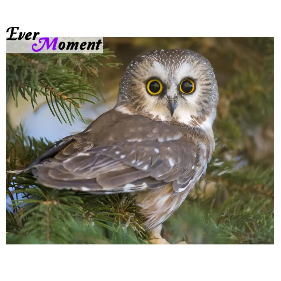 

Ever Moment 5D Diamond Painting Owl Square Rhinestones Full Layout Animal Diamond Embroidery Mosaic Kit Needlework Decor ASF727