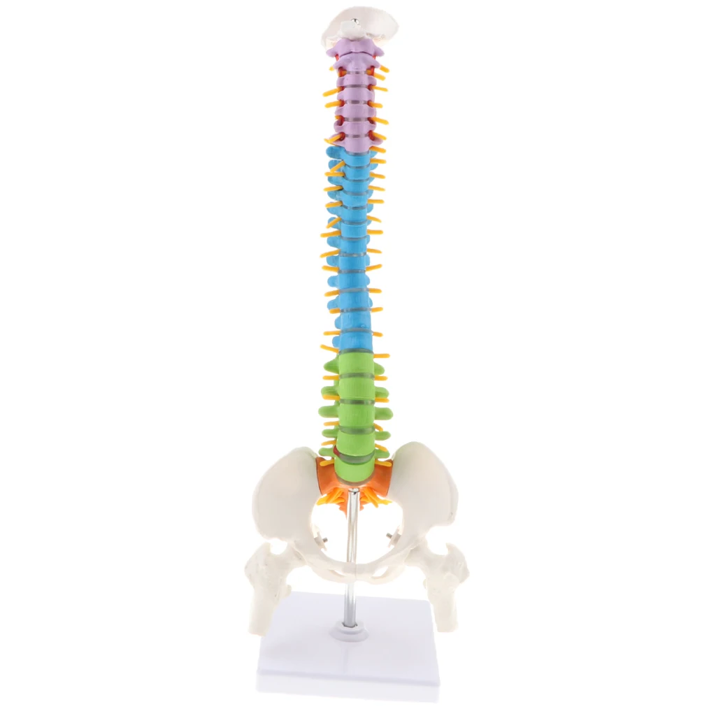 45cm Life Size Flexible Vertebral Column Anatomical Model with Pelvis & Femurs, Spinal Nerves and Arteries Colored Coded