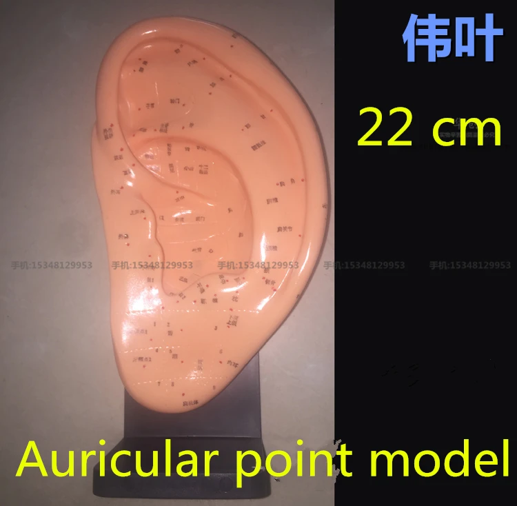 medical teaching 22CM Ear acupuncture earpins auricular application model acupuncture points model with stand Auricular massage