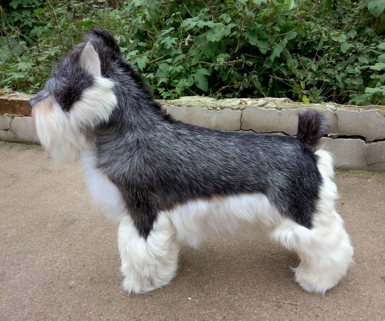 new simulation Schnauzer toy resin&fur gray dog model gift 47x42cm 1023