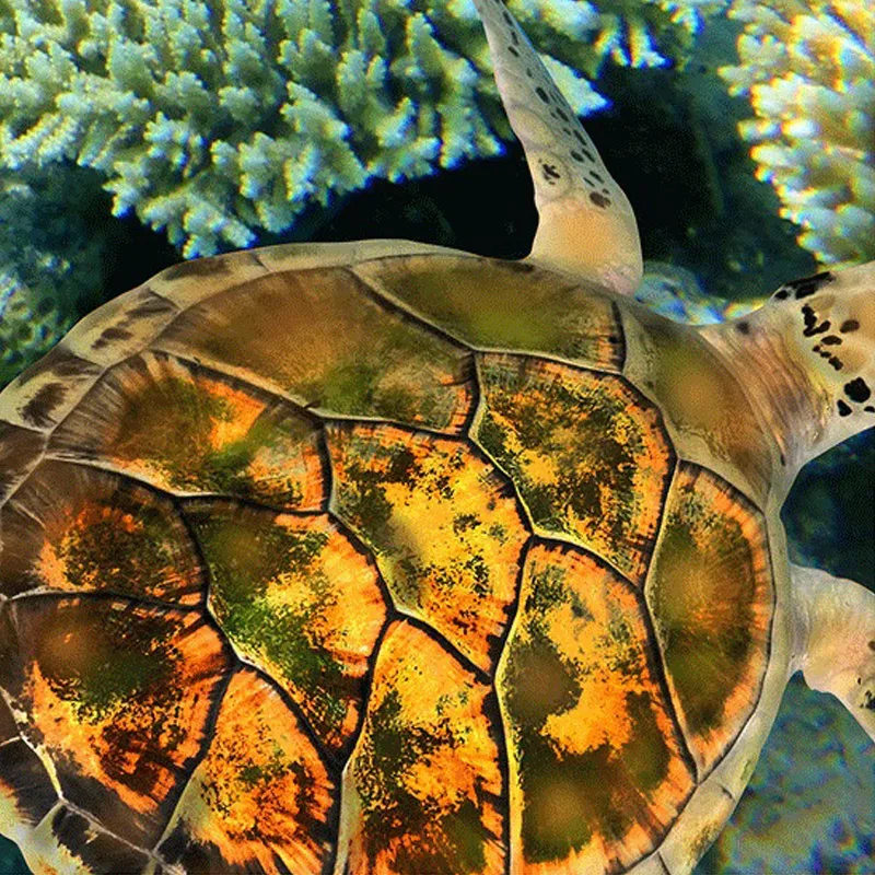 Custom 3D Floor Wallpaper Plastic Coral Sea Turtle Modern Mural Paintings PVC Self-adhesive Waterproof Bathroom Floor 3D Sticker