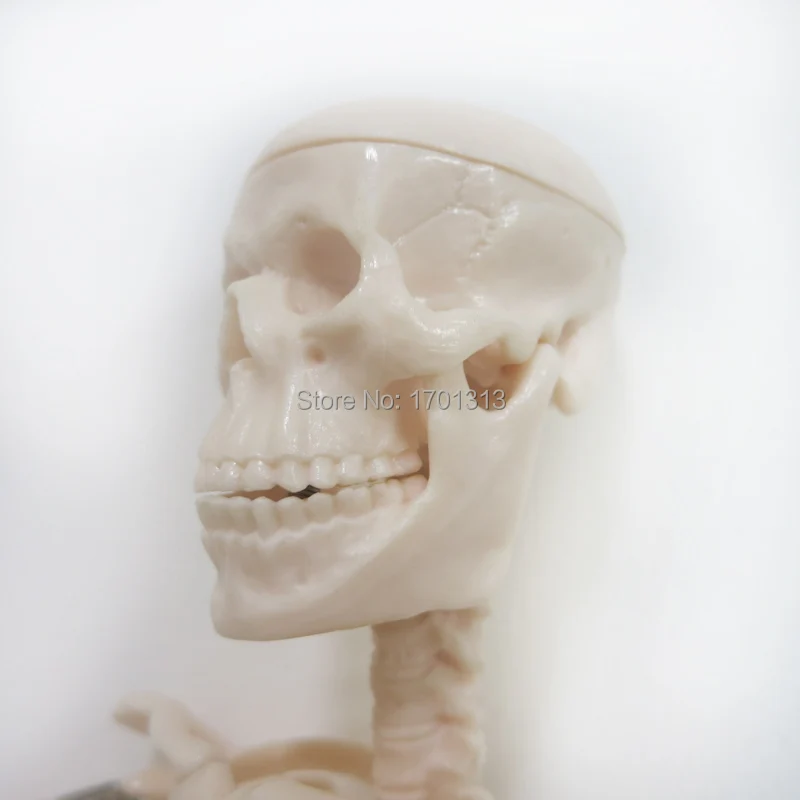 Modelo de esqueleto humano de 45cm, decoración médica especial, figuritas decorativas familiares personalizadas para Halloween, scheletro umano