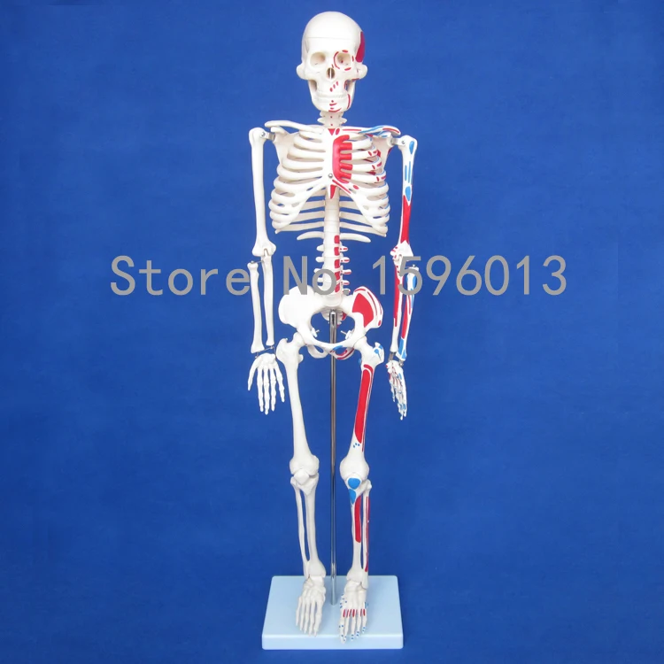 

HOT Human 85cm Skeleton with Painted Muscles model, Human Skeleton Model