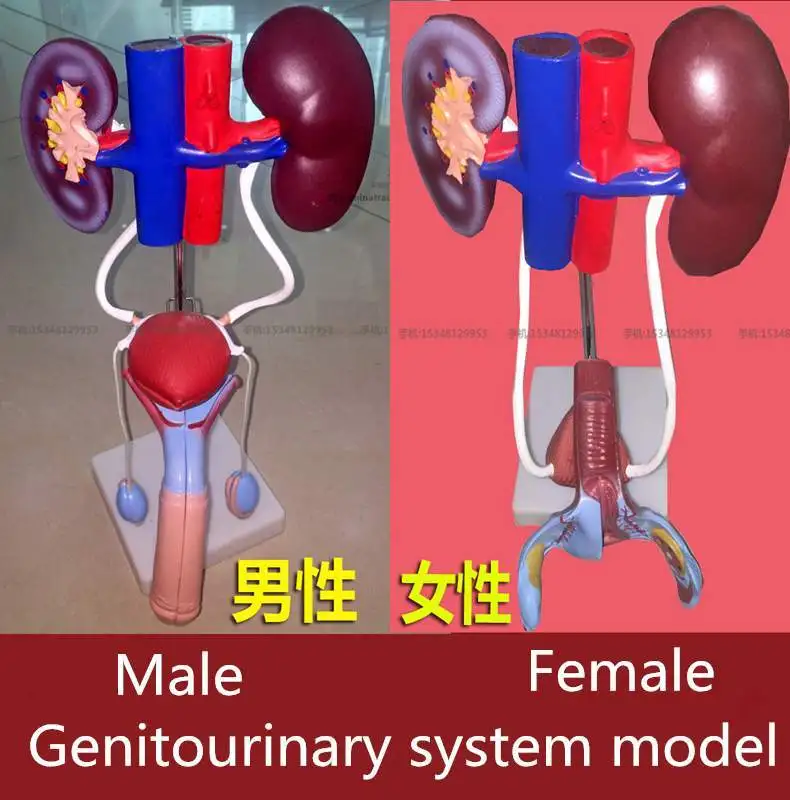 medical Genitourinary system model female male medical man women human Visceral anatomy model education training urinary system