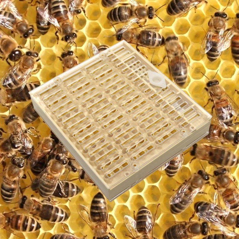 1 Pcs Beekeeping Equipment Tools Rearing Queen Bee System Plastic Box For Professional Beekeeper