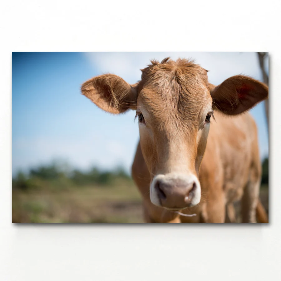 

Decorative paintings Cow Cute Animal Wall Art Posters and Prints Canvas Art Paintings For Living Room Decor