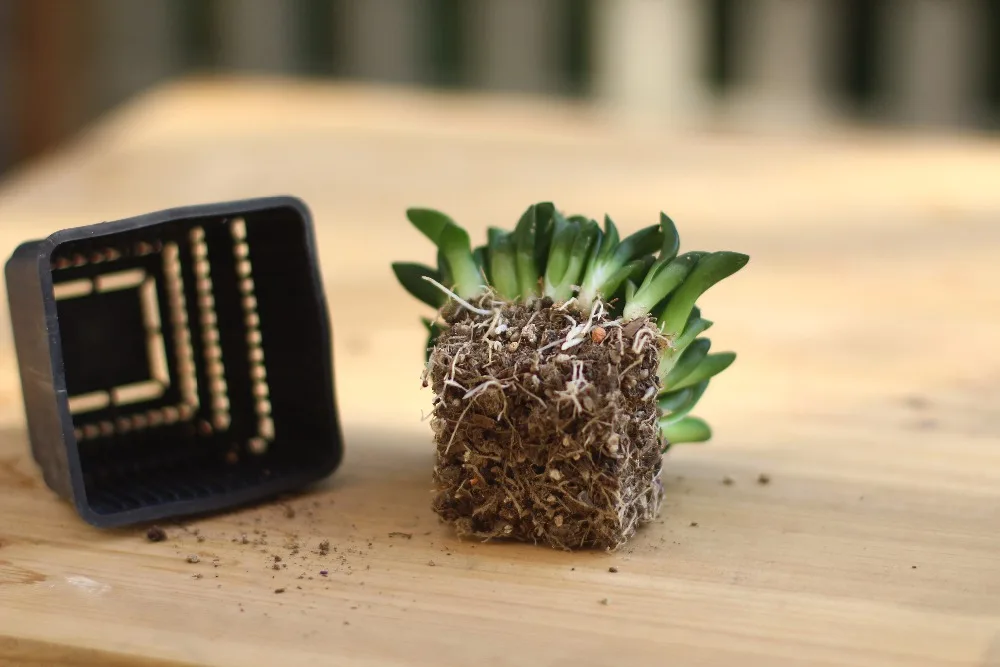 Meshpot 6 cm/7 cm Sukkulenten Topf Kunststoff Blumentopf Kaktus Pflanzer Wurzel Steuerung Gute Luft System Garten liefert Hause Dezember – Detail 11
