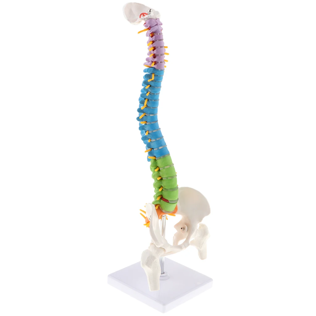 45cm Life Size Flexible Vertebral Column Anatomical Model with Pelvis & Femurs, Spinal Nerves and Arteries Colored Coded