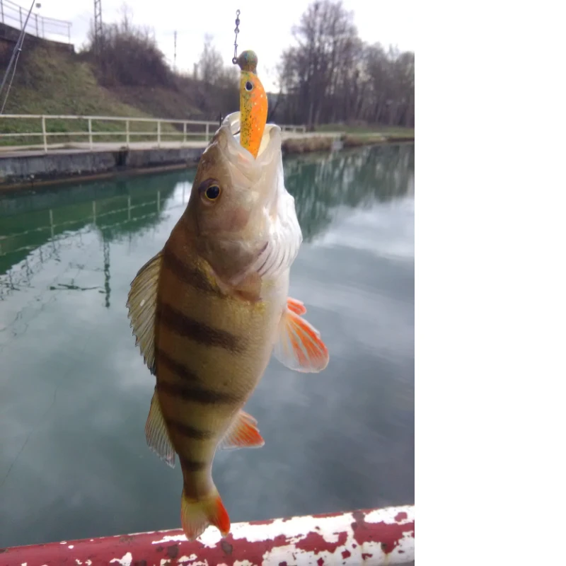 ESFISHING Vibro Shad 62mm2.8g 10 Chiếc Bionic 3D Mắt Silicone Mềm Mồi Leurre Souple Pesca Pike Dụ Câu Cá Giá Rẻ vận Chuyển