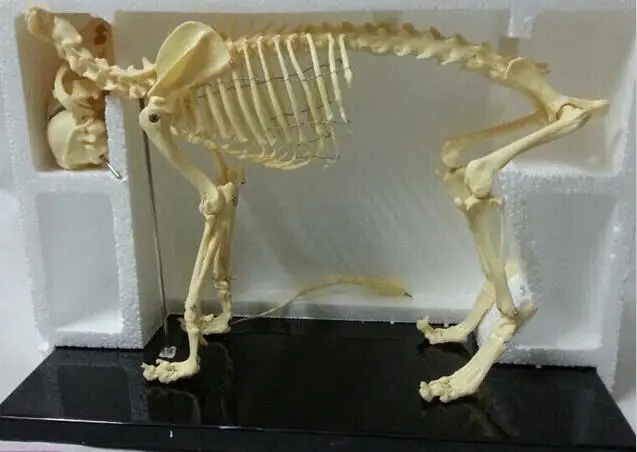 small dog Canine pvc skeleton model animal skeleton model