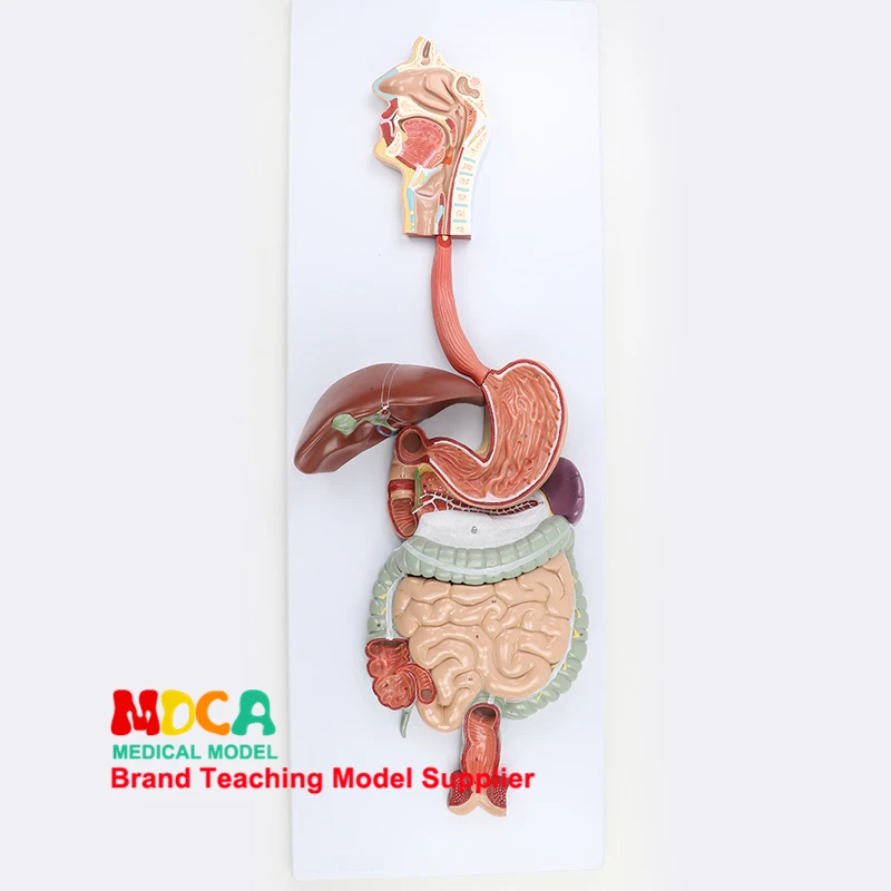 

Human Digestive System Model Gastrointestinal Tract Section Pharynx, Larynx, Small Inte Medical Supplies