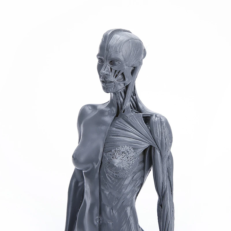 Dibujo de la vida en el estudio de arte, simulación de esqueleto femenino, estructura muscular de cuerpo entero, modelo de enseñanza de bocetos de