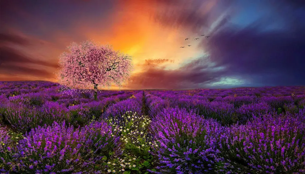 

Lavender Field Sunset Cherry Blossoms Tree photo backdrop High quality Computer print wedding background