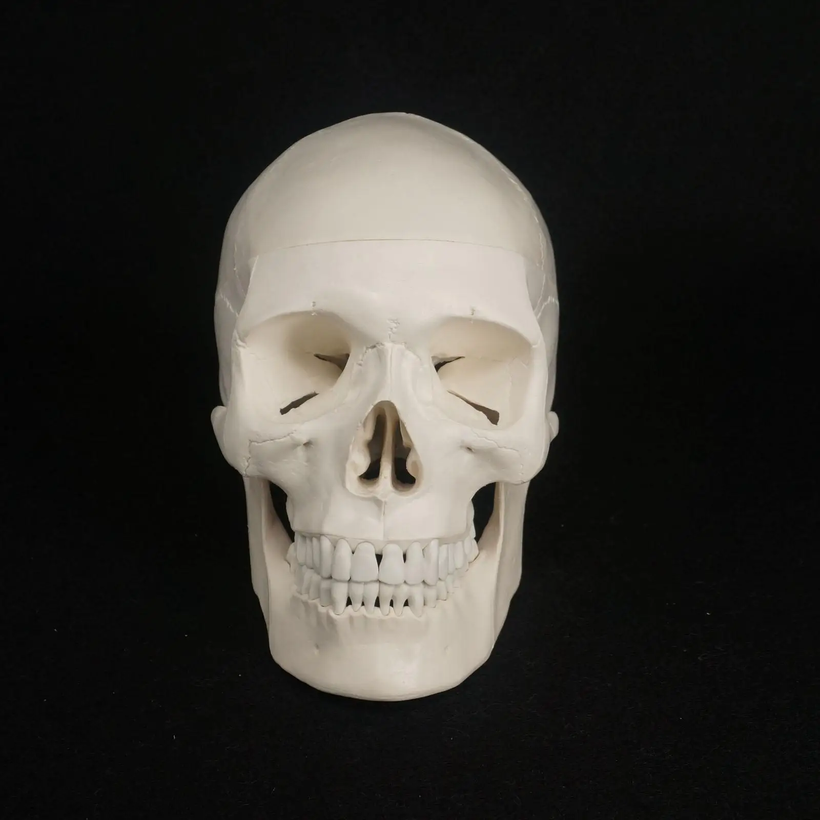 PVC Natural Life Size Human Skull Model High Simulation Anatomical Flexible For Medical Art painting Teaching