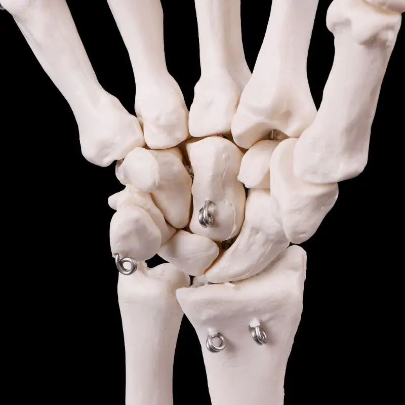 Medical props model Free postage Hand Joint Anatomical Skeleton Model Human Medical Anatomy Study Tool Life Size