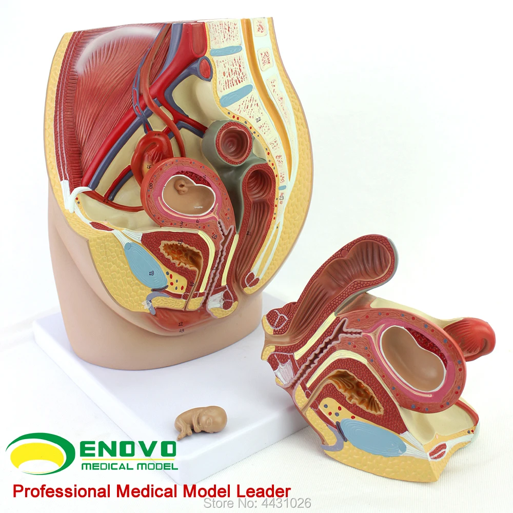 ENOVO Female pelvic anatomy model reproductive urinary uterus embryo children obstetrics and gynecology teaching