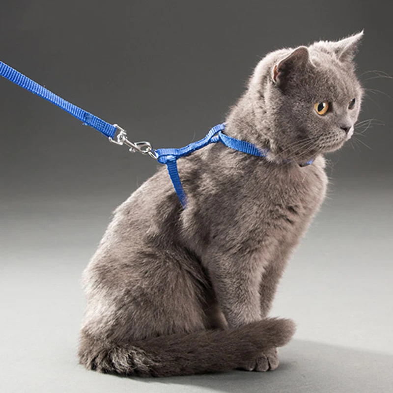 5-kleuren verstelbare kattenhalsband voor katten Gezellig nylon konijn Kitten Kedi harnas Leash Set Hond Kat Accessoires Producten voor huisdieren