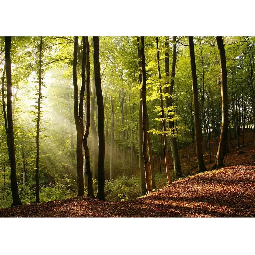 Árvore da floresta luz solar fotografia pano de fundo tecido personalizado photocall photo studio decoração crianças retrato photocall prop