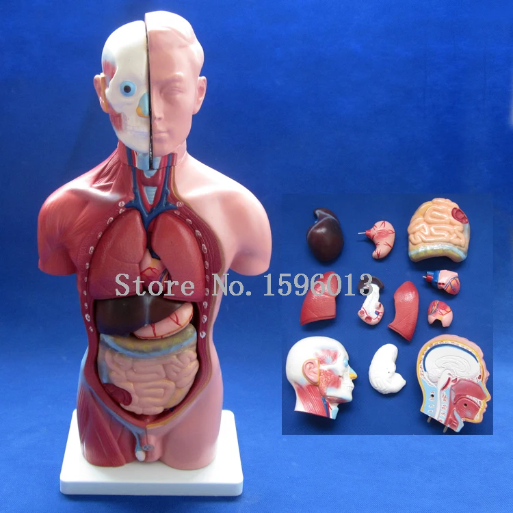 

42CM Male Torso with Internal Organs 13 Parts,Human Torso model