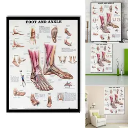 Human Body Chart Anatomy  Foot And Ankle Poster Anatomical Chart Human Body Educational  for Human anatomy posters