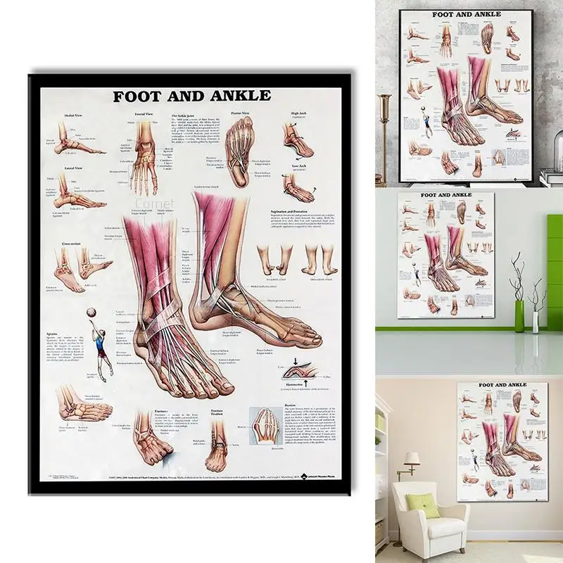 Human Body Chart Anatomy  Foot And Ankle Poster Anatomical Chart Human Body Educational  for Human anatomy posters